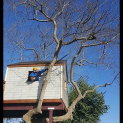John Ayers Tree Surgeons
