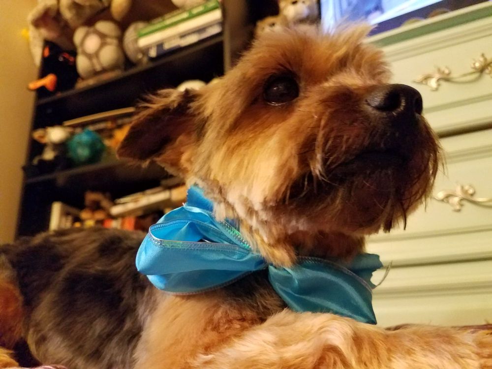 LORI’S PET GROOMING Updated October 2024 7935 Summerfield Rd