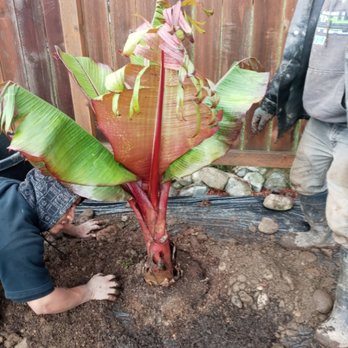 Perez Landscaping - 360.4859891 - Landscaping Near Me Perez Landscaping - 360.4859891 - Landscaping Near Me