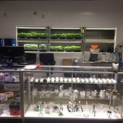 Green Dragon - Clones & Concentrates