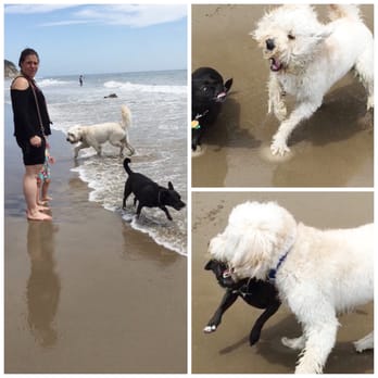 Arroyo Burro Beach - BEWARE OF THIS WOMAN AND HER DOG ON THE BEACH. (the black dog) HER DOG ATTACKS OTHER DOGS. - Beaches Near Me - Santa Barbara, California