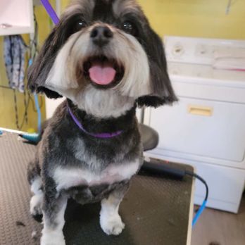Pookie's Pet Style - Pet Groomers Near Me - Galesburg, Illinois Pookie's Pet Style - Pet Groomers Near Me - Galesburg, Illinois