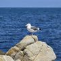 Photo of Pacific Grove Marine Gardens Park