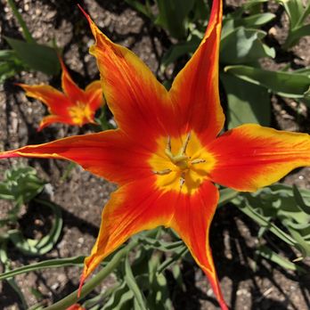 Colorblends House & Spring Garden - Nurseries & Gardening Near Me - Bridgeport, Connecticut