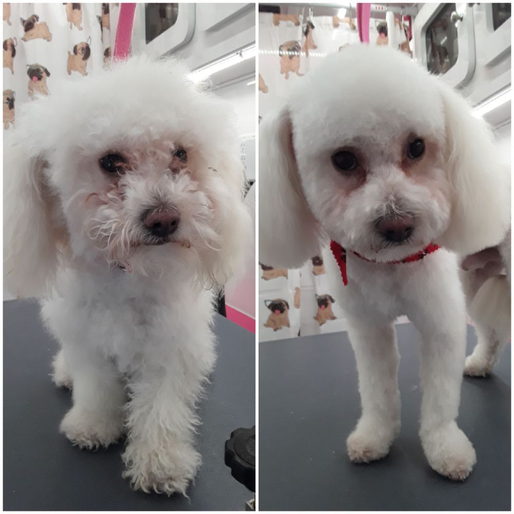 THE BUBBLE CLUB MOBILE PET SPA 34 Photos & 12 Reviews Pet Groomers