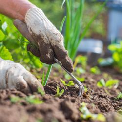 Garden To Table Consulting - Garden Coaching Services