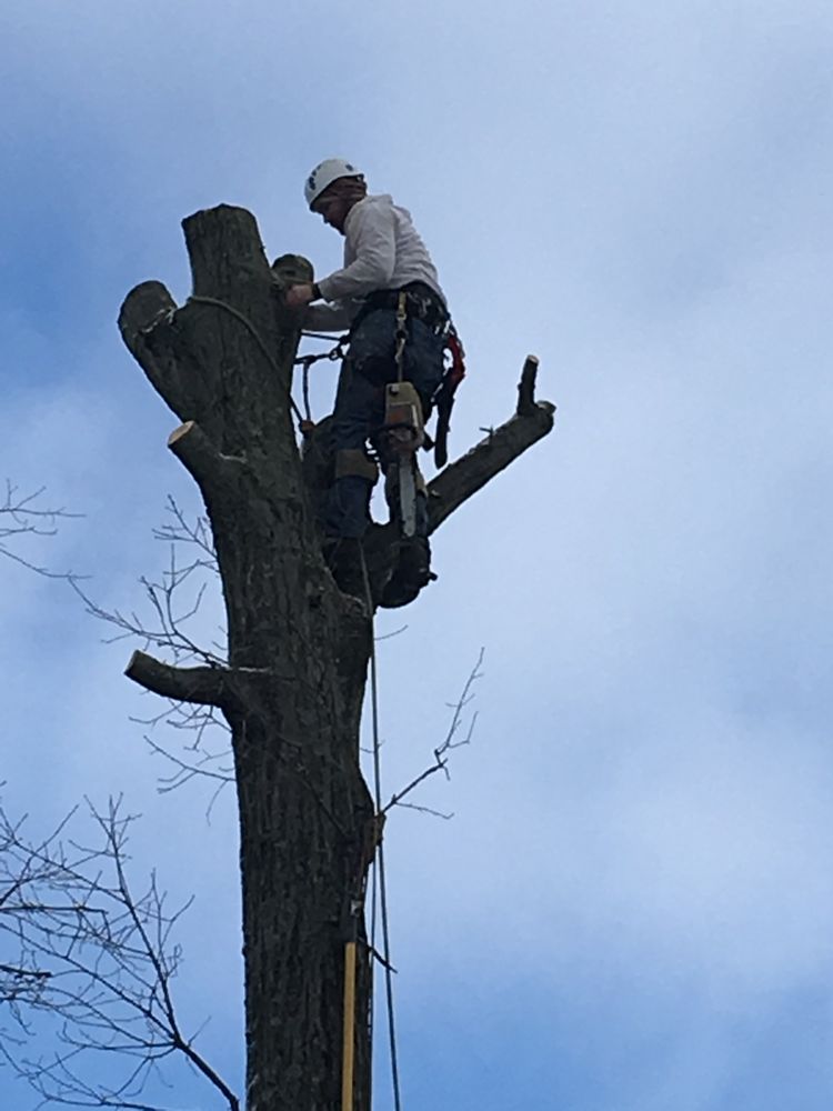 Poertner & Sons Tree Service - tree service in Villa Ridge, MO
