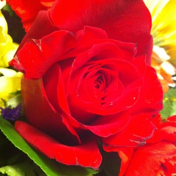 Desert Oasis Floral - The quality of roses is not the highest. The tips were dried out or starting to die. - Florists Near Me - Goodyear, Arizona Desert Oasis Floral - The quality of roses is not the highest. The tips were dried out or starting to die. - Florists Near Me - Goodyear, Arizona