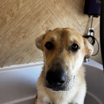 A+ Pet Grooming - Pet Groomers Near Me - West Covina, California A+ Pet Grooming - Pet Groomers Near Me - West Covina, California