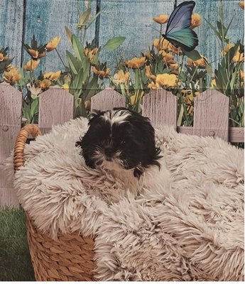 Puppies on Sale - This weeks puppies that are on sale!!!!!!