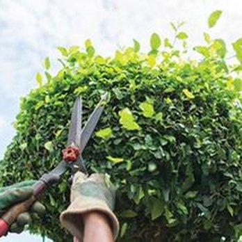 Edgar's Gardening and Tree Service - untitled - Tree Services Near Me - Pasadena, California Edgar's Gardening and Tree Service - untitled - Tree Services Near Me - Pasadena, California
