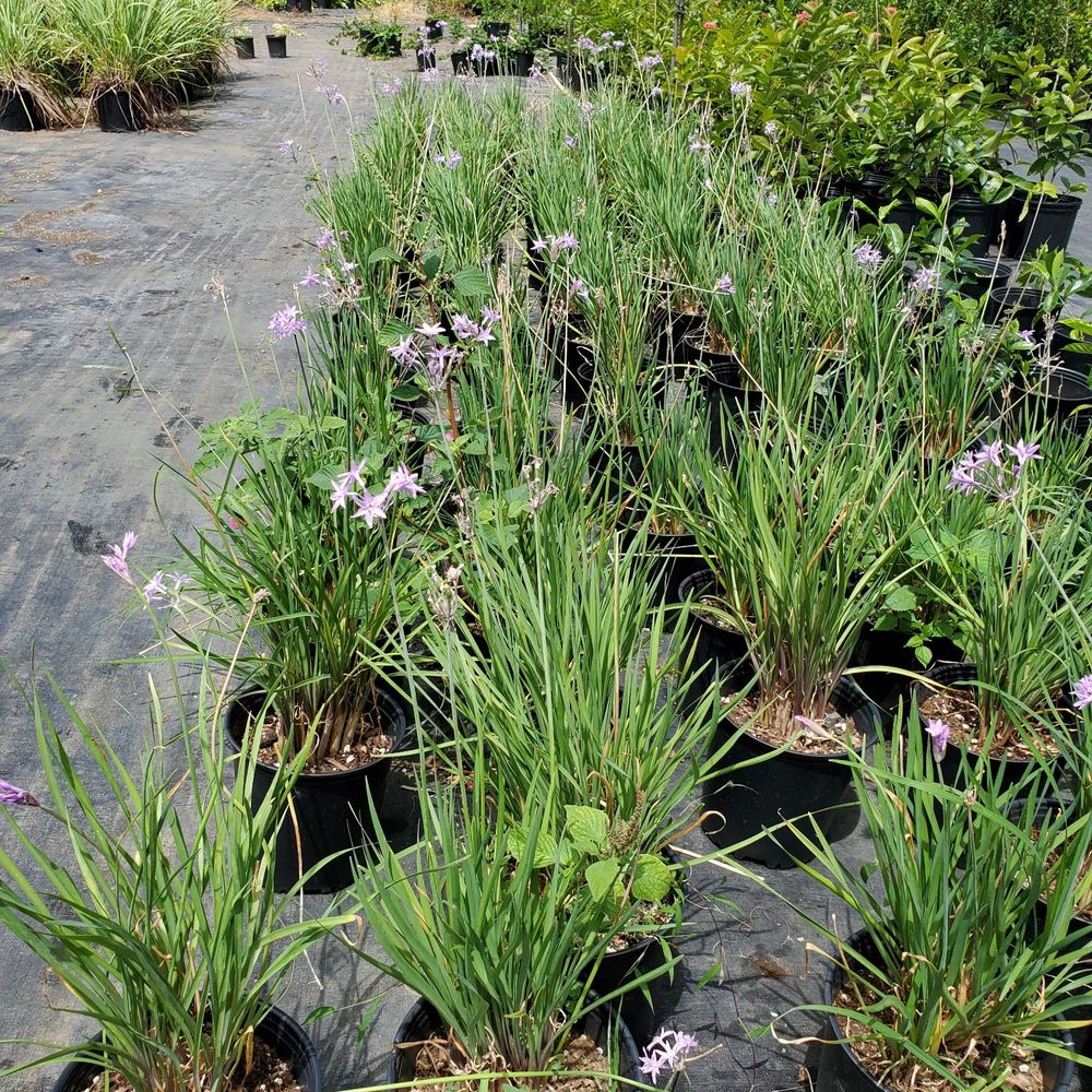 Sharon's Plants Ltd - Nurseries & Gardening Near Me - Waimanalo, Hawaii