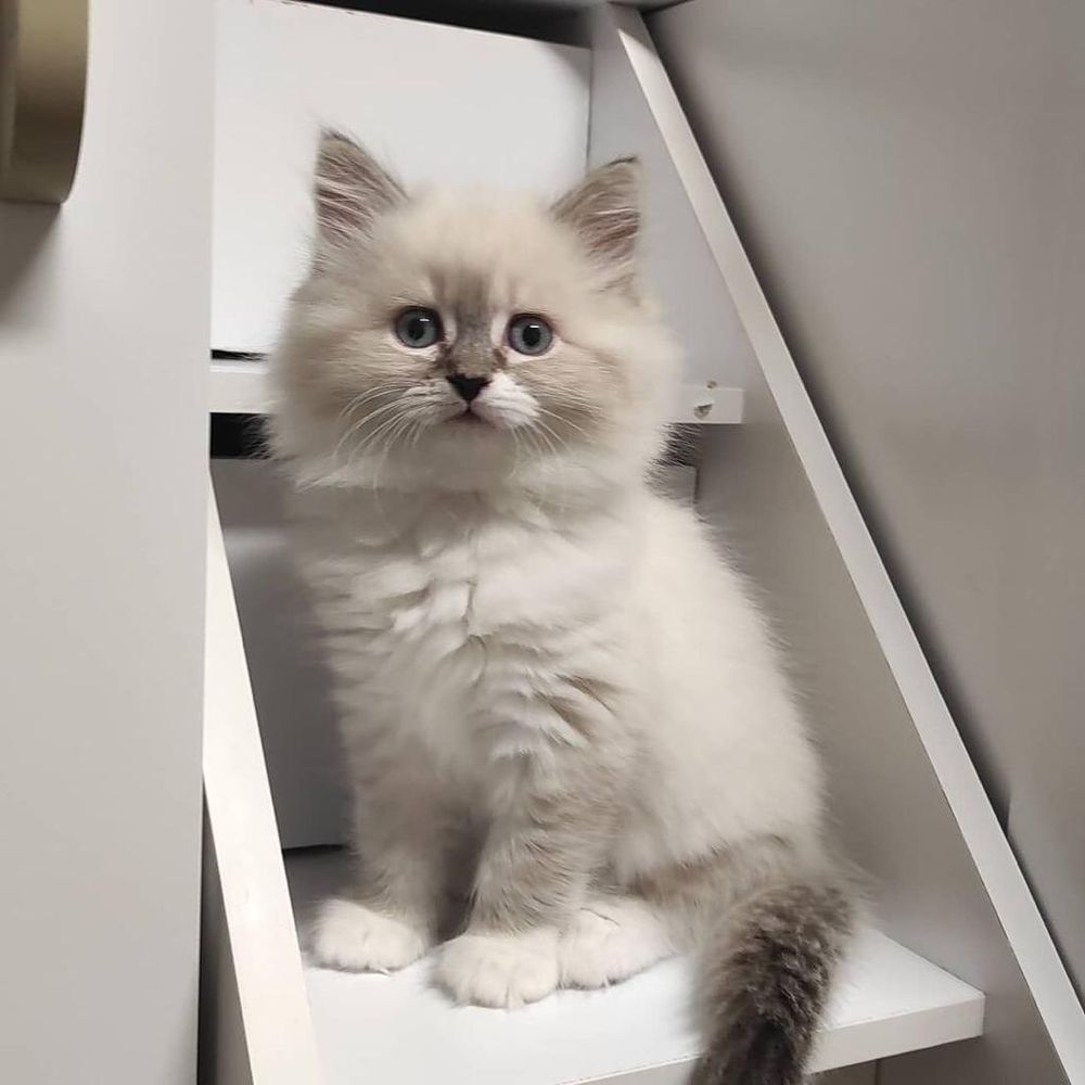 RAGDOLL KITTEN FOR SALE Updated June 2024 413 S Main Ave, Rugby