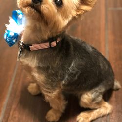 Gentle Paws Pet Grooming