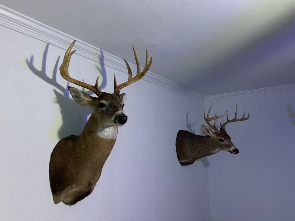 PULLEN’S WILDLIFE TAXIDERMY STUDIO 3471 Sleepy Hole Rd, Suffolk