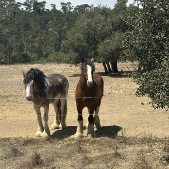 Covells Clydesdale Ranch - Beautiful Clydesdales - Horseback Riding Near Me - Cambria, California Covells Clydesdale Ranch - Beautiful Clydesdales - Horseback Riding Near Me - Cambria, California