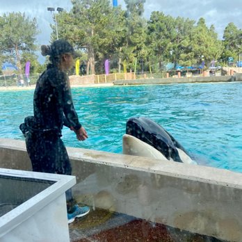 Dine With Orcas - Buffets Near Me - San Diego, California Dine With Orcas - Buffets Near Me - San Diego, California