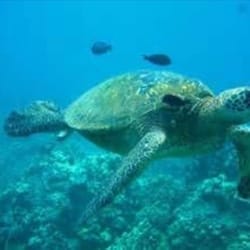 Ohana Fun! Hawaii - Sea turtle! Turtle Town.