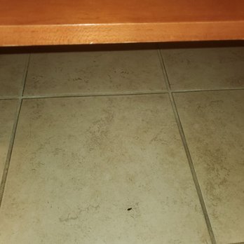 Hampton Inn Anderson - A dead cockroach by the sink cabinet. - Hotels Near Me - Anderson, Indiana Hampton Inn Anderson - A dead cockroach by the sink cabinet. - Hotels Near Me - Anderson, Indiana