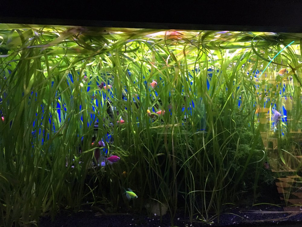 PAM’S PETS & FISH 10 Photos & 28 Reviews 3366 N 1st St, Abilene