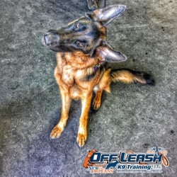 Offleash K9 Training New Orleans