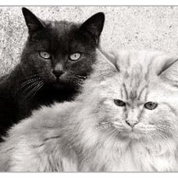 Bayside Veterinary Center - Veterinarians Near Me - Bayside, New York