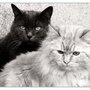 Photo of Bayside Veterinary Center