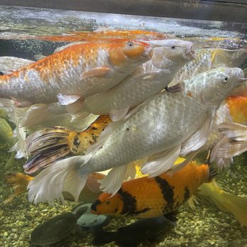 Austin Aquarium - Koi Fish - Aquariums Near Me - Austin, Texas