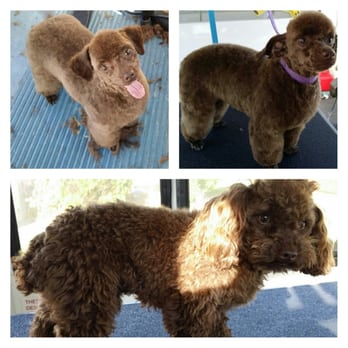 Beck's Puppy Love - Pet Groomers Near Me Beck's Puppy Love - Pet Groomers Near Me