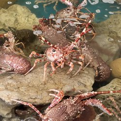 Marisqueira Viveiros do Atlântico - Seafood