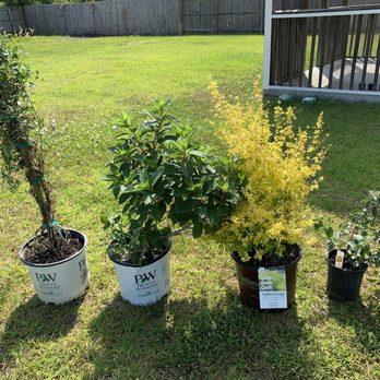 Grant's Creek Nursery - Sweet summer love Clematis, pinky winky hydrangea, sunshine ligustrum, and lantana. - Nurseries & Gardening Near Me - Jacksonville, North Carolina