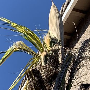 Big Cheq Services - Headless palm tree - Junk Removal & Hauling Near Me - Oakley, California