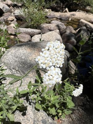 Lodgepole Campground by null