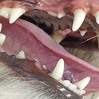 Bright N’ Shine Pet Dental - Perfectly clean - Pet Services Near Me - Boca Raton, Florida Bright N’ Shine Pet Dental - Perfectly clean - Pet Services Near Me - Boca Raton, Florida