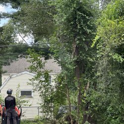 On a Limb Tree Care