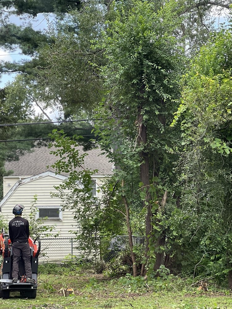 On a Limb Tree Care - tree service in Schenectady, NY