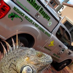 Animal Rangers - Iguana Removal Services in Fort Lauderdale, FL by Animal Rangers, Inc. (800) 248-7264 www.AnimalRangers.com