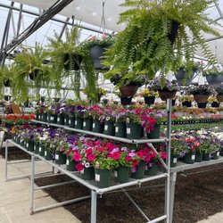 Fairfax Greenhouse & Landscape - More of their flowers of 2023
