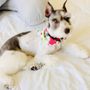 Fancy Paws Pet Styling