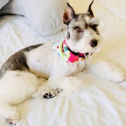 Fancy Paws Pet Styling - I asked that her brows are cut short enough to see her eyes. I can see her gorgeous eyes now!