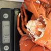Edgartown Seafood gift card