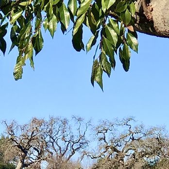 Arista Winery - a horse grazing in a field - Wineries Near Me - Healdsburg, California