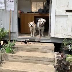 Annandale Garden Center - #DogsoftheRock ready to purchase a Pink Jasmine Vine.