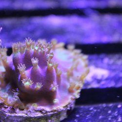 A World of Fish