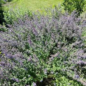 Peace Valley Lavender Farm - Home & Garden Near Me - Doylestown, Pennsylvania Peace Valley Lavender Farm - Home & Garden Near Me - Doylestown, Pennsylvania