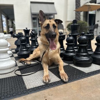 Elevated Canine Academy - Chess anyone - Pet Training Near Me Elevated Canine Academy - Chess anyone - Pet Training Near Me