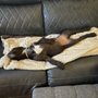 Photo of Love Your Dog