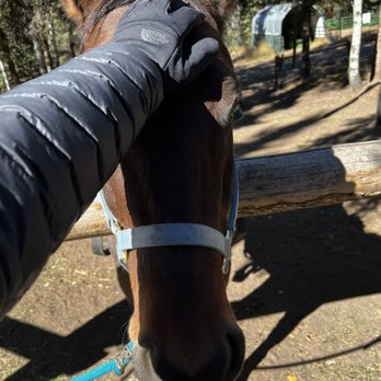 Bear Mountain Stables - Horseback Riding Near Me - Conifer, Colorado