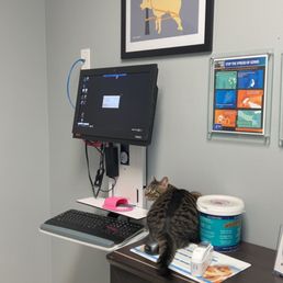 My cat Salsa being curious and exploring the exam room. My cat Salsa being curious and exploring the exam room.
