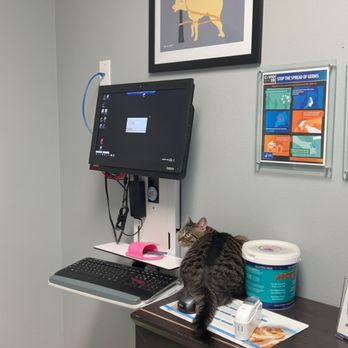 Renton Highlands Pet Clinic - My cat Salsa being curious and exploring the exam room. - Veterinarians Near Me - Renton, Washington Renton Highlands Pet Clinic - My cat Salsa being curious and exploring the exam room. - Veterinarians Near Me - Renton, Washington